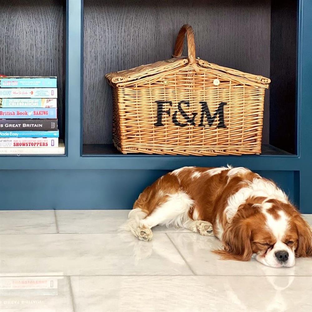 A spaniel sound asleep on a set of Ibizia Bianco polished porcelain floor tiles